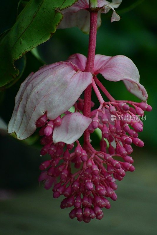 伟大的Medinilla