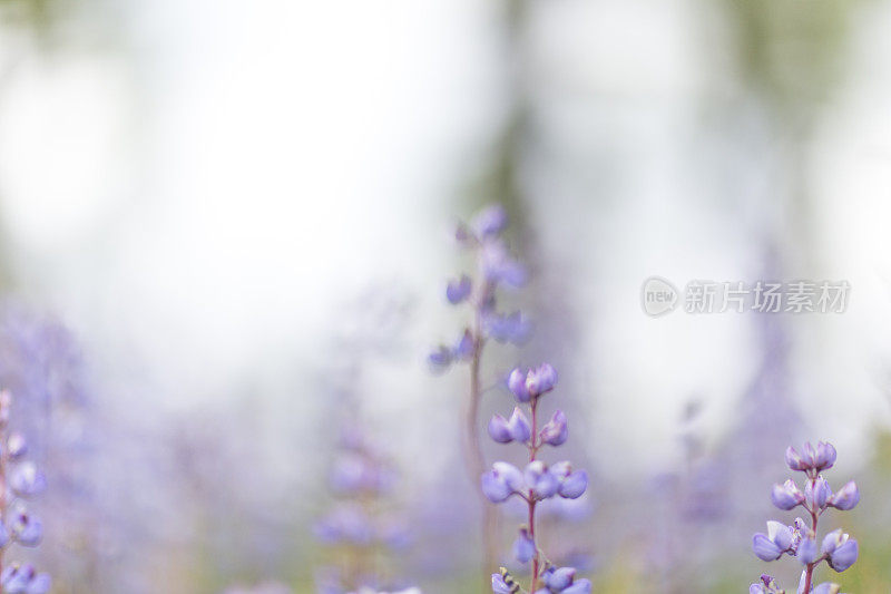 紫色羽扇豆花模糊模因背景