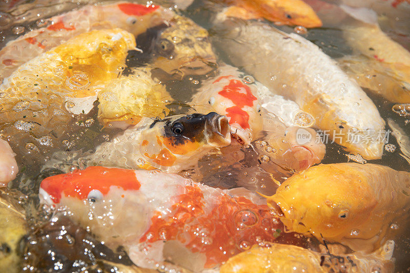 池塘里饥饿的鲤鱼