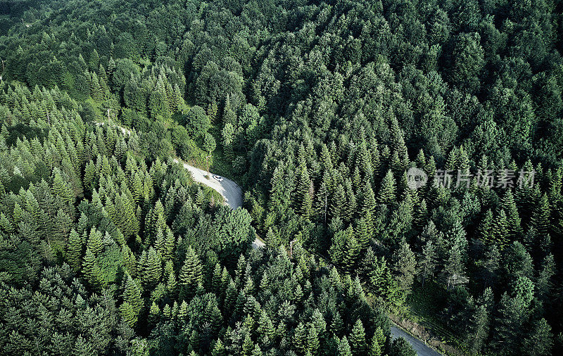 开车穿过森林
