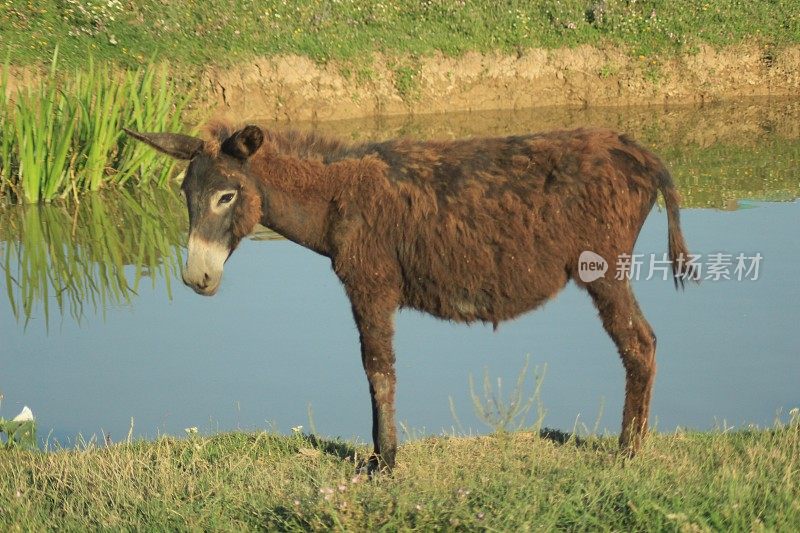 野生驴在自然保护区