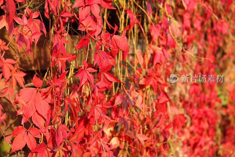 弗吉尼亚攀缘植物(parthenocissuesquinquefolia)的火红秋叶具有秋天的颜色，侵入性攀缘藤蔓植物生长在花园前面的房子墙壁上，弗吉尼亚攀缘植物在阳光下具有秋天的颜色，葡萄科成员