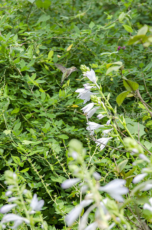 从热带植物中获取花蜜的蜂鸟