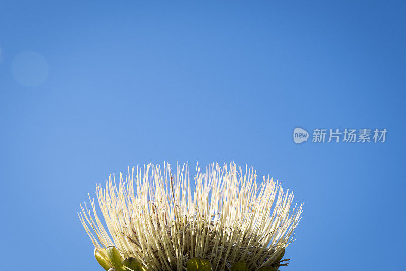 蓝天下孤立的protea植物