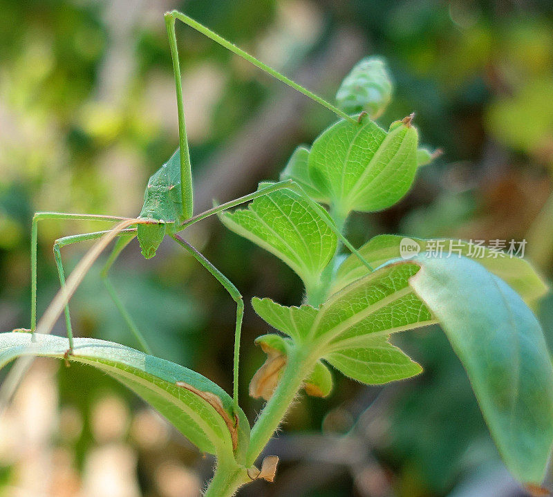 叶子上的绿色蚱蜢虫