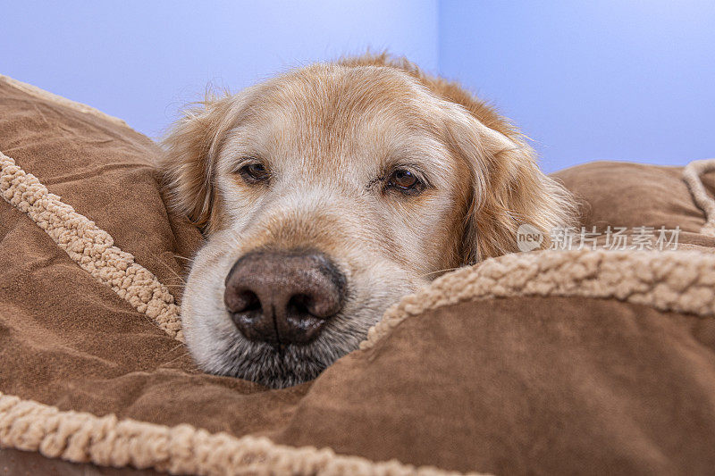 一只老狗躺在自家的狗床上看着摄像机