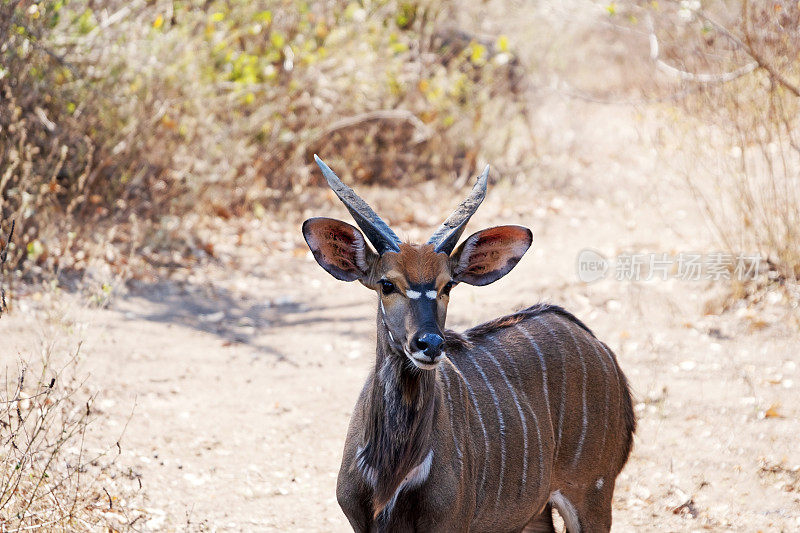 马拉维马吉特野生动物保护区的年轻雄性尼亚拉