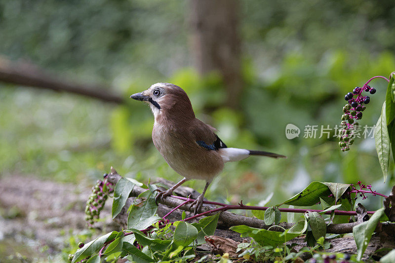 周杰伦(大舌龙)