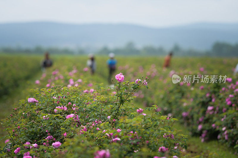 收获与采摘玫瑰精油田。