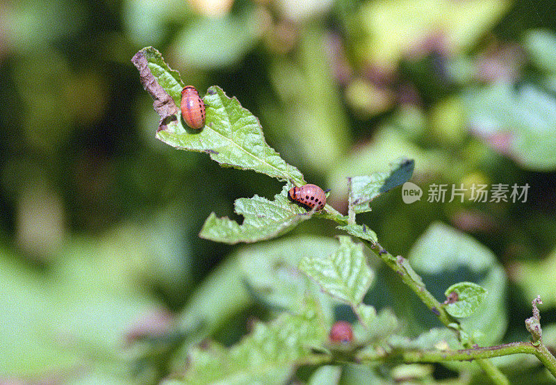 马铃薯植株上的科罗拉多马铃薯甲虫幼虫