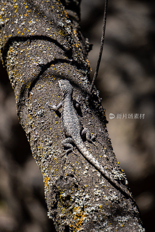 智利安第斯山脉中部树上的蜥蜴