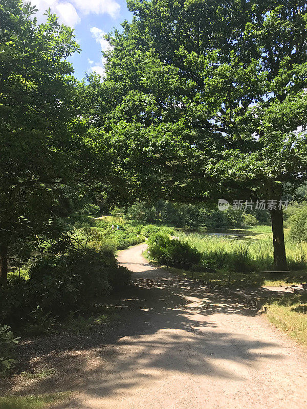 在春天的阳光下，阴凉的英国乡村小路林地隧道，山毛榉树(Fagus)，泥泞的小路，野花，被常春藤叶子覆盖的地面