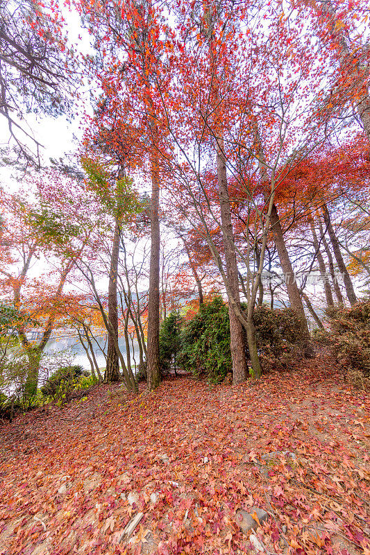 秋天红红的枫叶背景