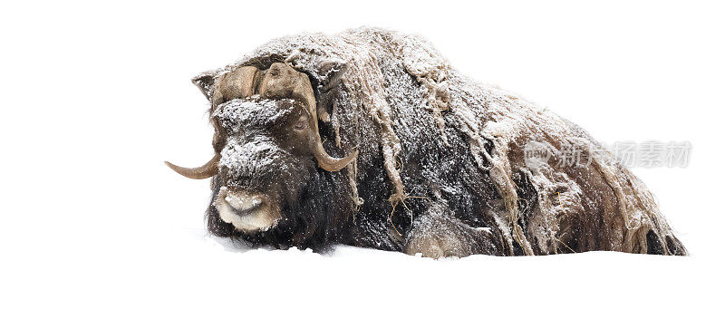 格陵兰麝牛在雪地上