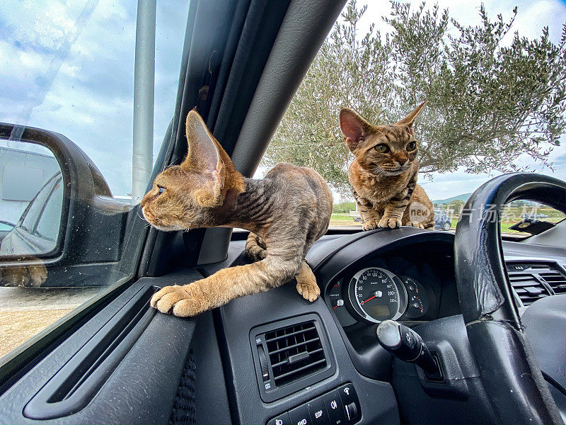 好奇的德文郡雷克斯小猫坐在汽车仪表盘上，等待主人回来