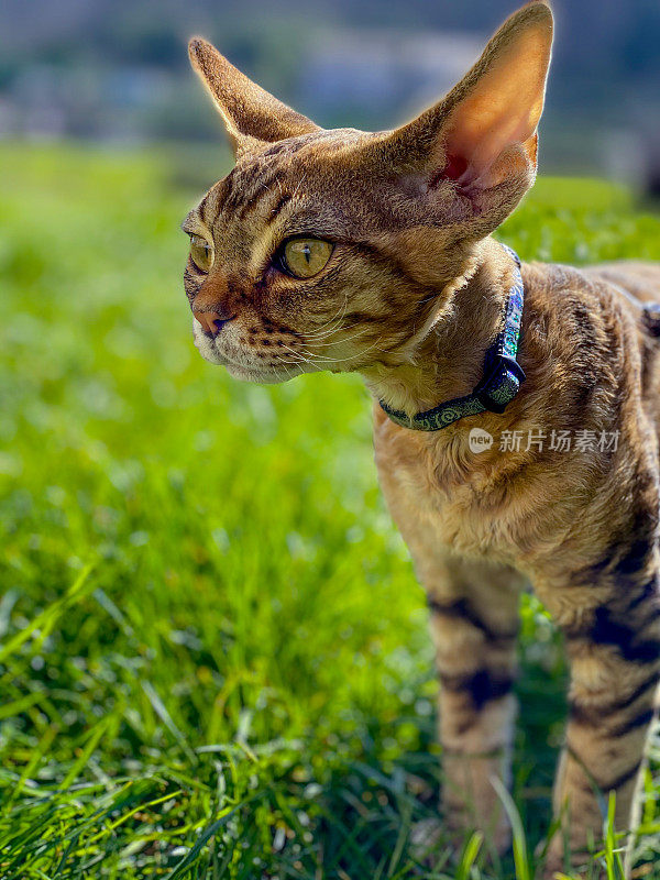 肖像的年轻德文郡雷克斯猫在田野的中央站在草地-股票照片