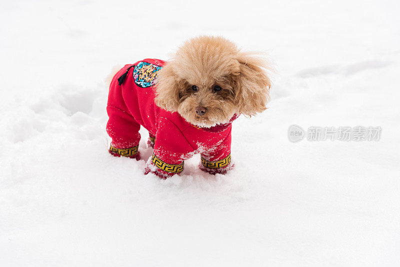 雪天里，泰迪狗穿着中国的衣服和鞋子在雪地里玩耍