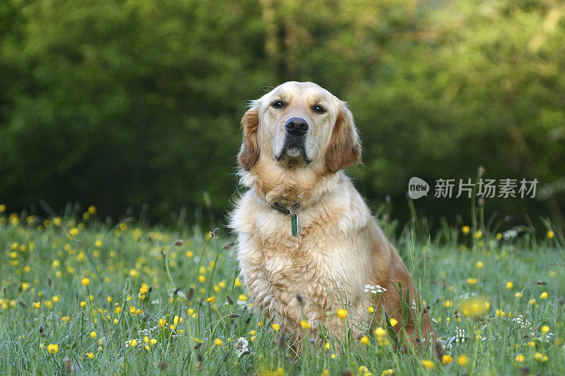 金毛寻回犬在野花草地上