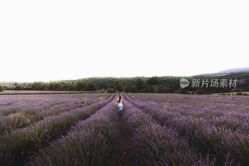 一名女子在法国美丽的薰衣草花丛中迎接夏日日落