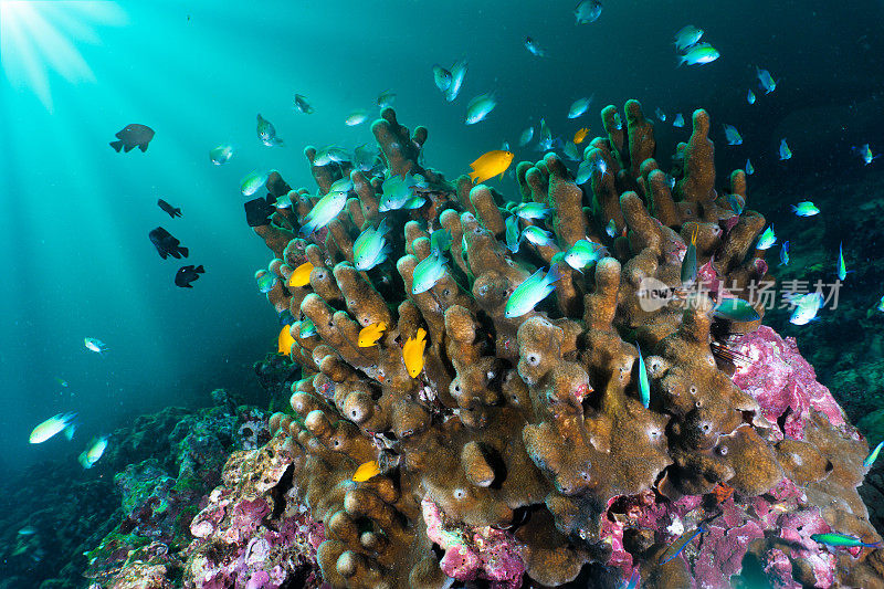 管状海绵珊瑚，在色彩斑斓的水下珊瑚礁上有一群蓝色的花状鱼