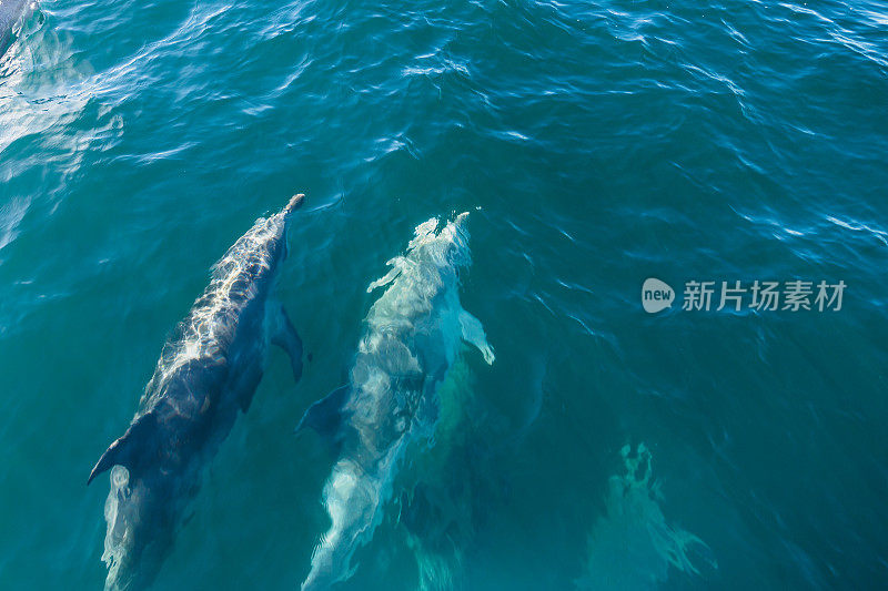 海豚群，凯库拉，新西兰