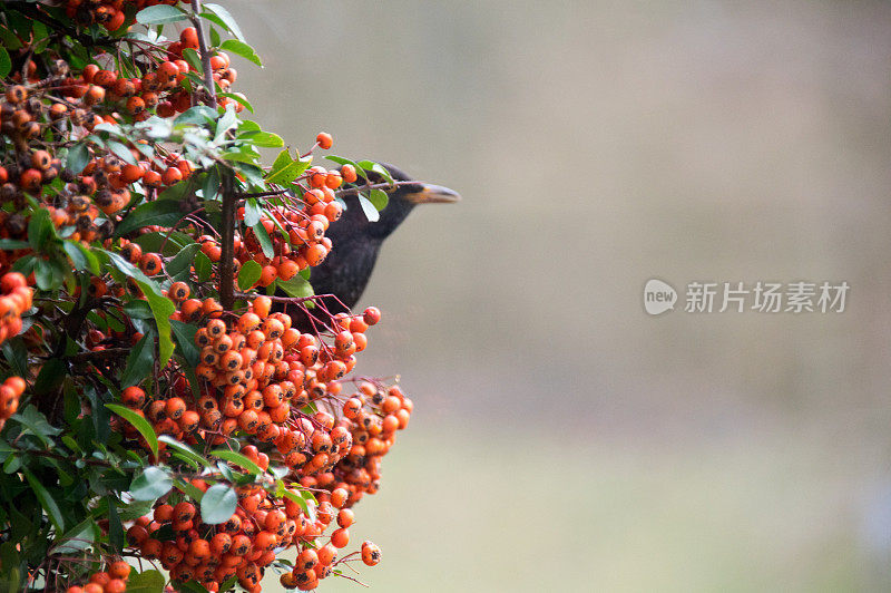 唱着歌吃着黑鸟