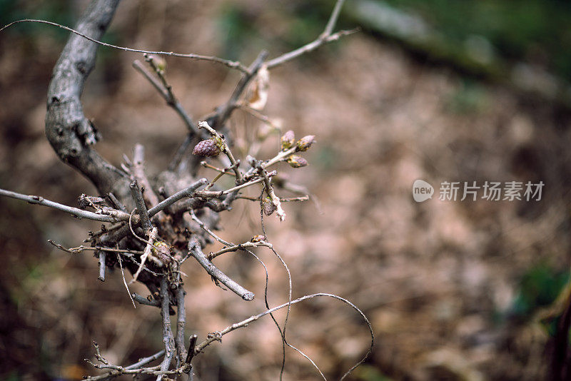 植物与花:紫藤芽