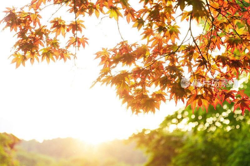 秋天。橙色的枫树叶和树木与绿色的树叶在背景与光。自然的概念。
