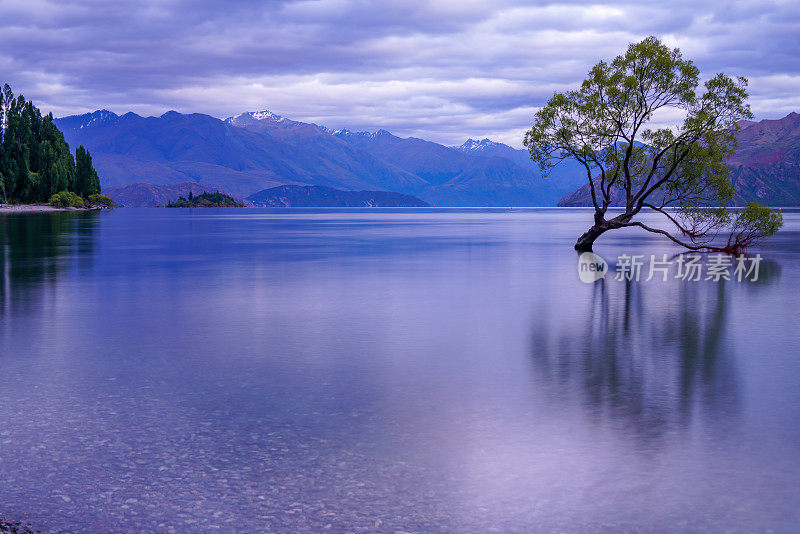 新西兰瓦纳卡湖瓦纳卡树的黎明
