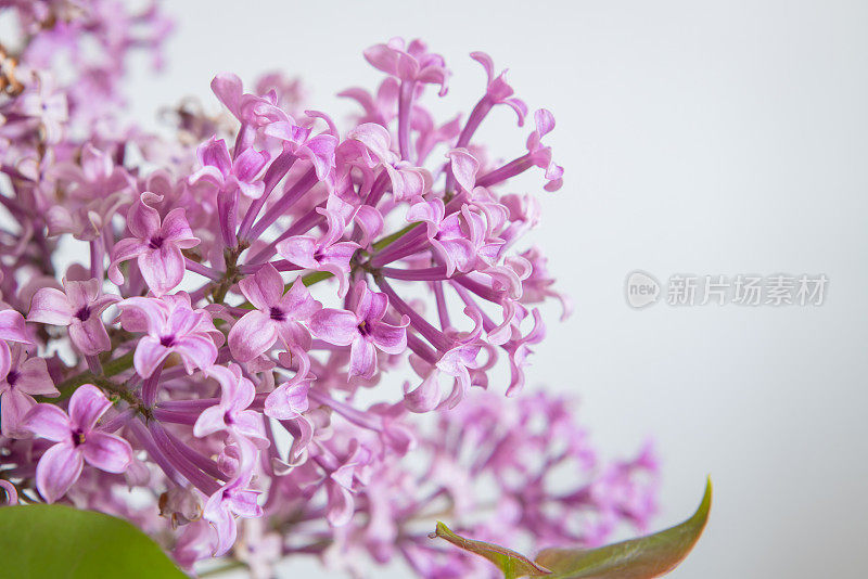 紫丁香花的特写