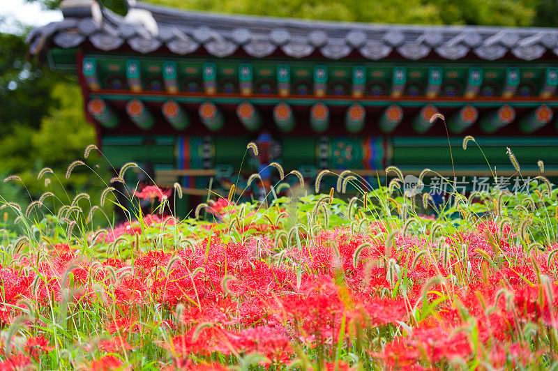 夏天的佛教寺庙