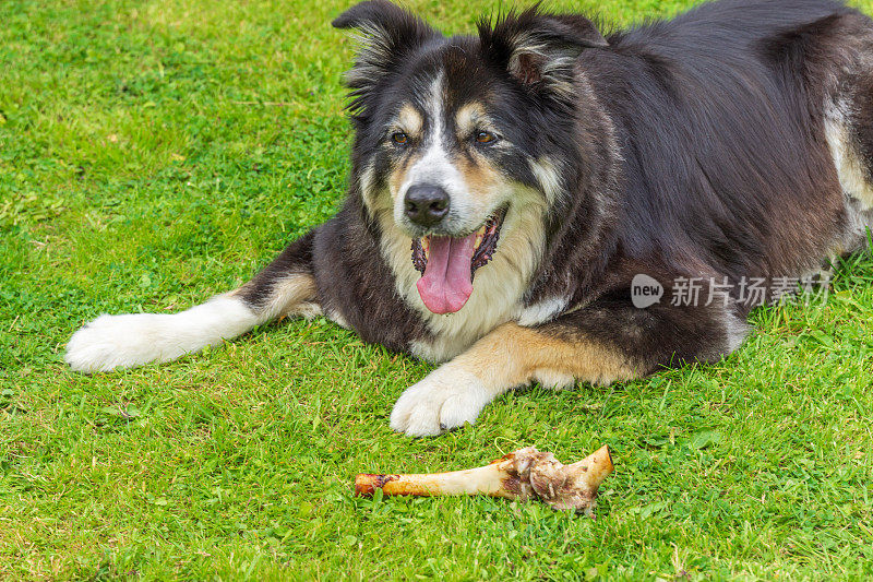 边境牧羊犬躺在草地上啃骨头