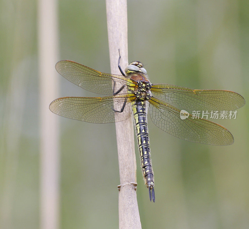 毛鹰蜻蜓(pratense)雌性