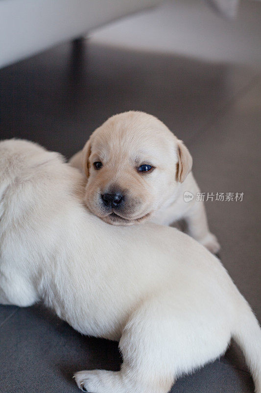 一群小狗拉布拉多猎犬