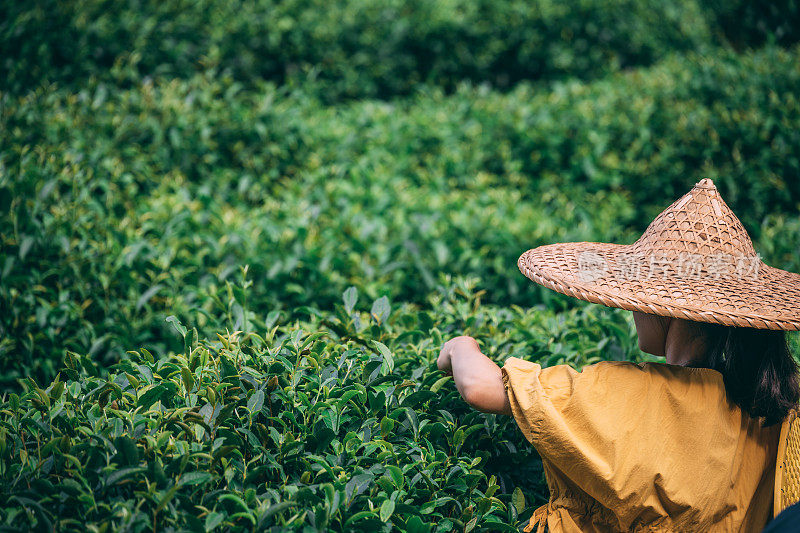 戴着亚洲传统帽子的妇女在种植园里采茶