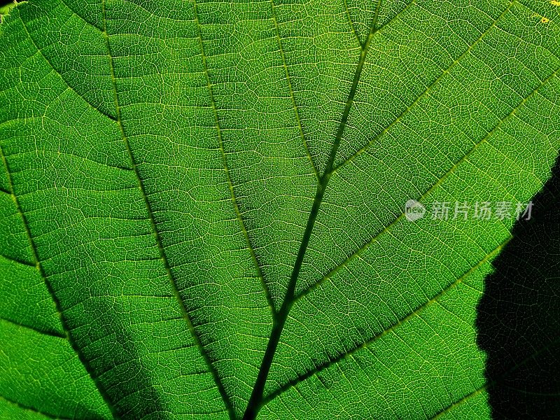 榛树叶子特写