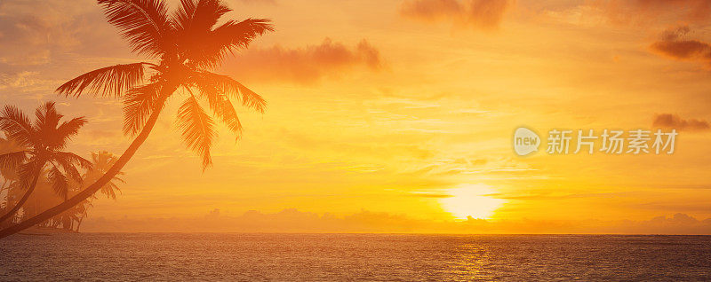 暑假的背景;棕榈树的剪影在日落热带海滩