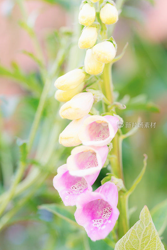 粉红色开花植物特写镜头