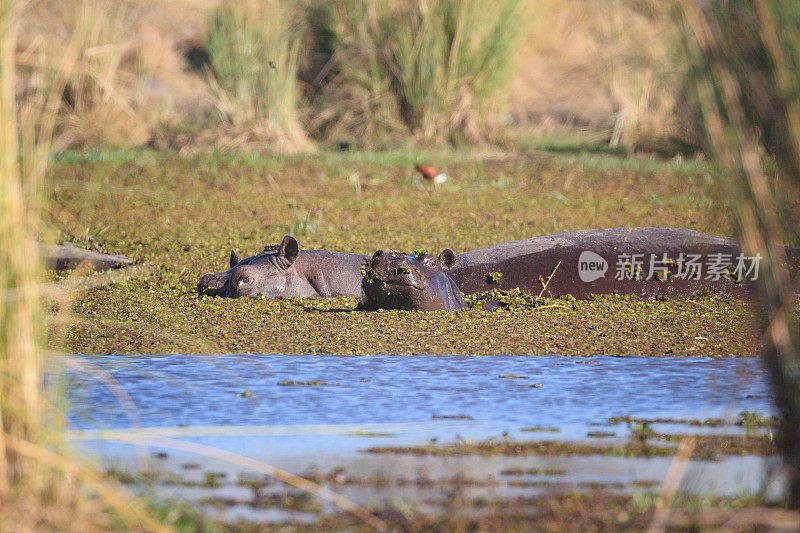 河马在奥卡万戈三角洲游泳，博茨瓦纳，非洲
