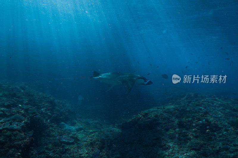 蝠鲼在水下漂浮