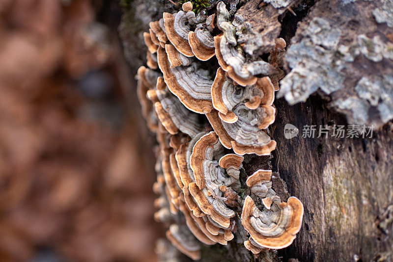 树上彩色的多孔真菌菌落