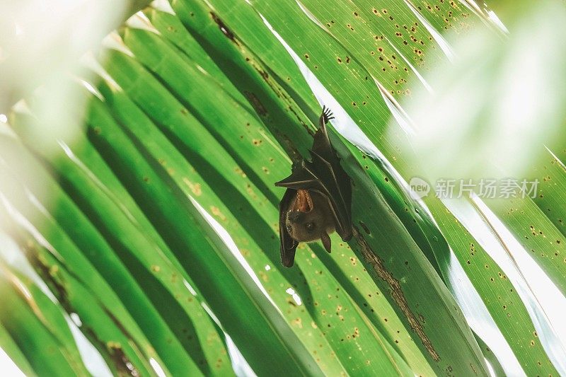 蝙蝠打着哈欠，挂在棕榈树上