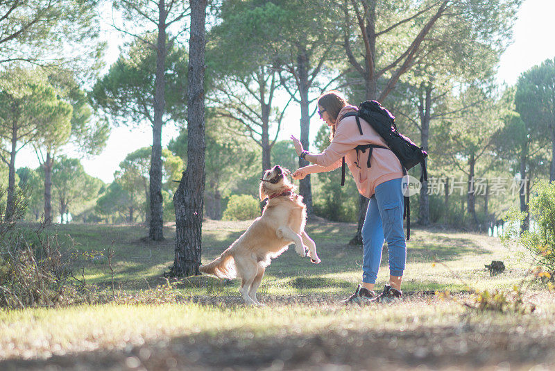 旅行女人和金毛猎犬。