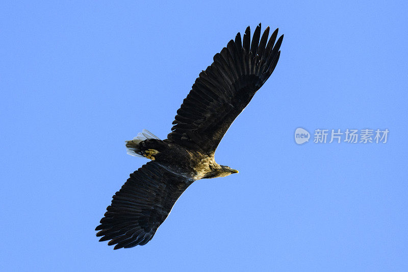 在挪威北部上空觅食的白尾鹰或海鹰