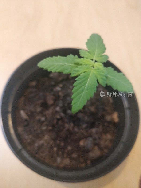 在家种植大麻。一株雌性大麻在花盆中，在花盆中种植13天