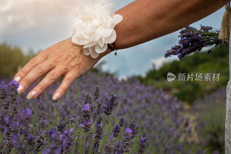 女人的手温柔地抚摸着薰衣草