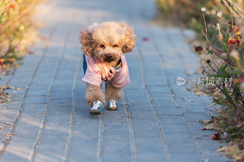 可爱的小泰迪狗在街上的公园里奔跑