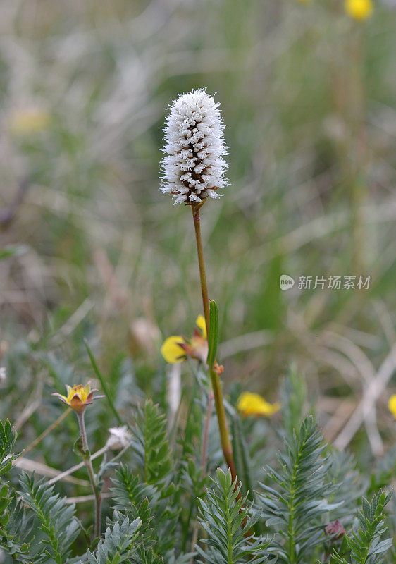 高山苔原之花，科罗拉多州