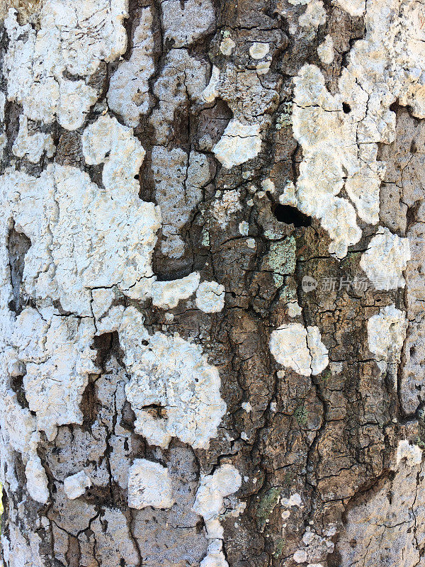 橡树粗而粗糙的树皮上长着灰色斑驳的地衣