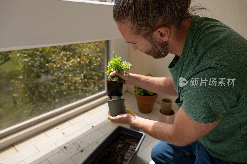 一名男子在花盆中移植芳香幼苗